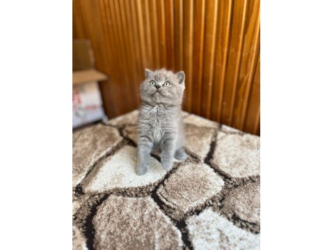 Gri British Shorthair Güzellikler
