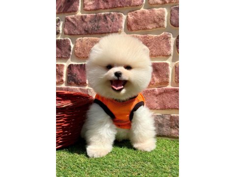 Safkan Pomeranian Boo Yavrularımız