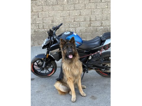 Scr Belgeli Show Line Alman Kurdu