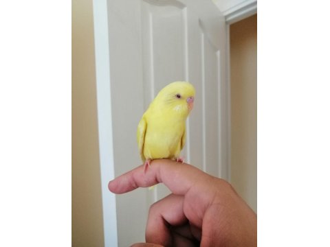 1 Aylık Yavru Dişi Muhabbet Kuşu