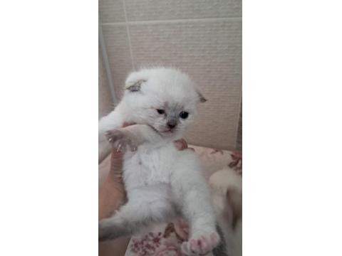 Yavru British Kediler