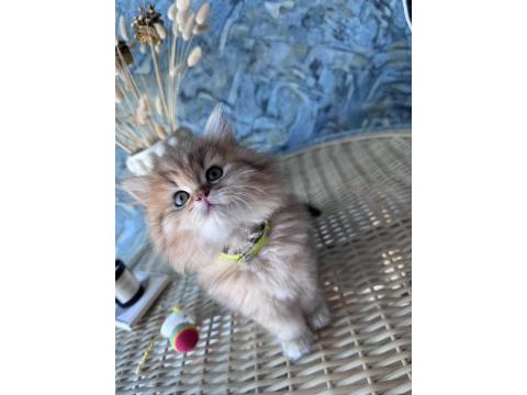 A Kalite British Longhair Golden Black Dişi Yavru