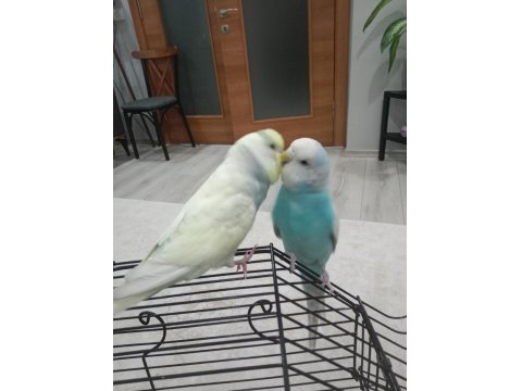 Yarı Evcil Muhabbet Kuşları Sağlıklı