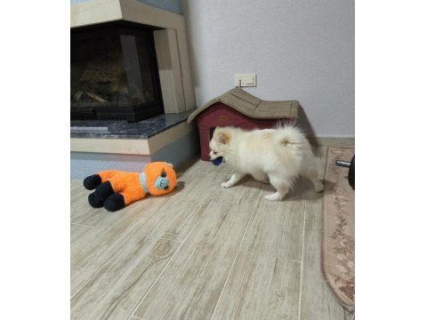 6 Aylık Tuvalet Eğitimli Acil Pomeranian