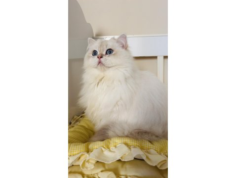 Blh Ay1233 Golden Point British Longhair