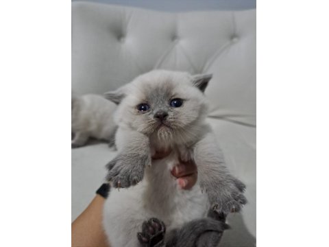 Rezerveye Açık British Shorthair Kedilerimiz