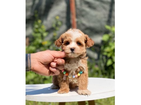 Maltipoo Dişi Köpeğimiz