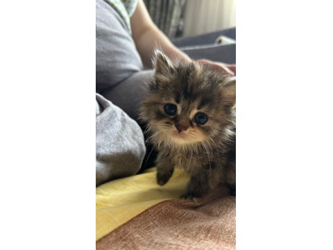 2 Aylık Yavru Dişi British Longhair