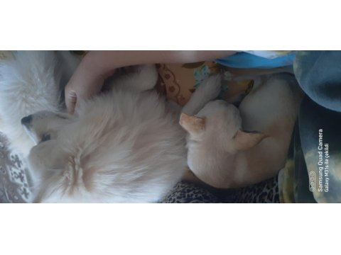 Köpeğimiz Kısır Degil