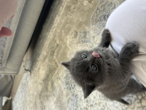British Shorthair Oğlumuza Ömürlük Yuva Arıyoruz!