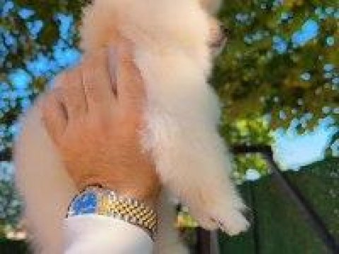 Pomeranian Boo Ayı Surat Köpeğimiz