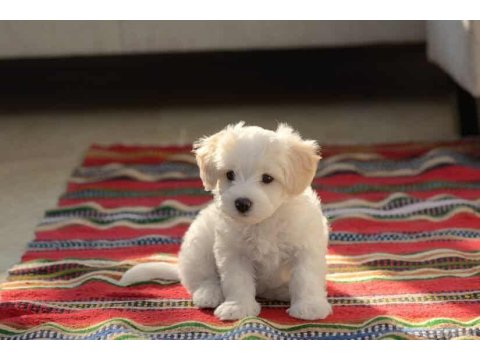 Bembeyaz Maltese Terrier Akıllı Ve Büyümeyen
