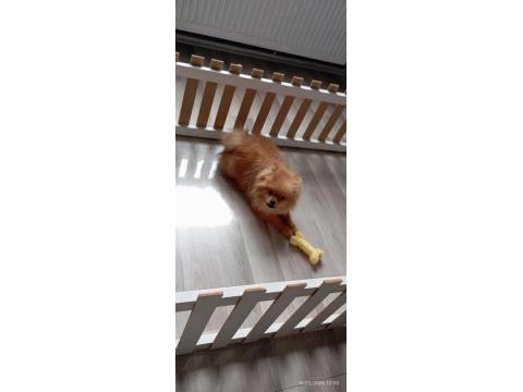 Pomeranian 6 Aylık