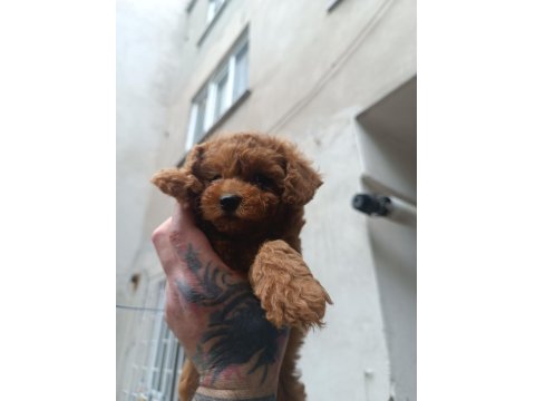 Red Brown Toy Poodle Erkek