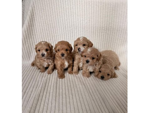 Ev Doğumlu Teacup Boy Maltipoo Yavrular