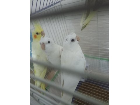 Her Renk Evcil Yavru Mevcut Sultan Papağanı