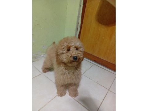 Poodle Köpeğimizi Sahiplendiriyoruz (Ücretsiz Değil)