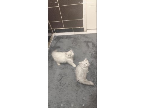 Full Şecereli British Malzemelerle Birlikte Erkek-Dişi