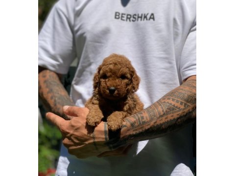 Safkan Toy Poodle Arayanlara Özel