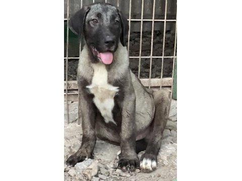 Aşıları Yapılı Köpeklerimizi Sahiplendiriyoruz
