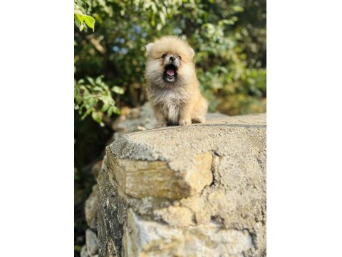 Ruhsatlı İşletmeden Her Renk Pomeranian Boo