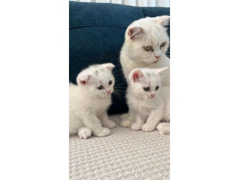 Kedilerimizi Sahiplendiriyoruz