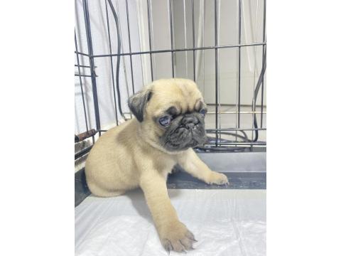 Pug Mops Yavrular