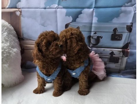 Mükemmel Poodle Bebekleri