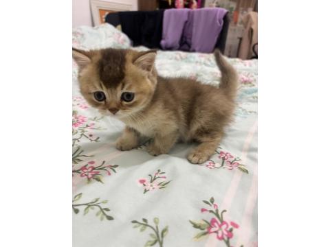 16 Şubat Doğumlu British Shorthair Bebeğimiz