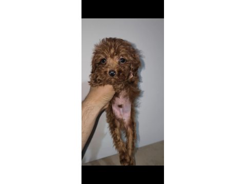 Toy Poodle Red Brown
