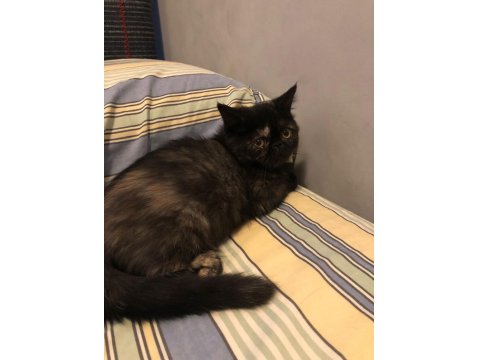 2.5 Aylık Dişi Exotic Shorthair