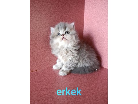 Erkek British Longhair