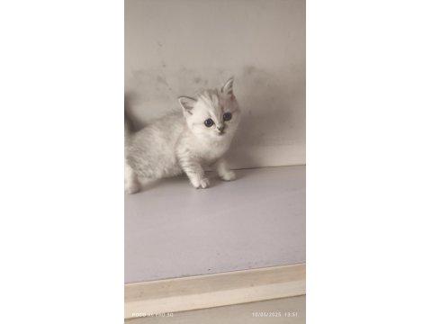 Scottish Lynx Point Dişi Kedimiz