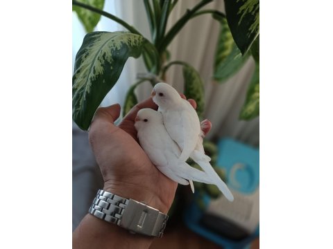 Albino Yavru Muhabbet Kuşlar