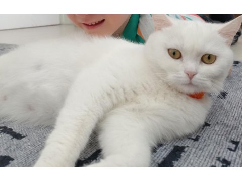 Ücretsiz 2 Yaşında Dişi British Shorthair
