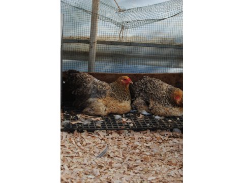 Buff Barret Brahma Kuluçkalık Yumurta