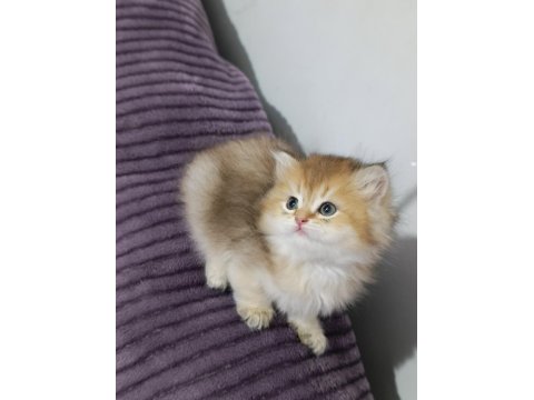 Pofuduk British Longhair Güzellikler