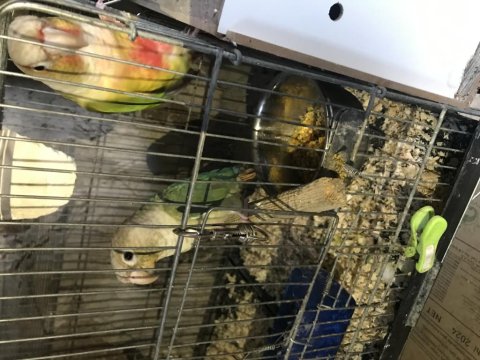 Sağlıklı Genç Hazır Takım Pineapple Konur