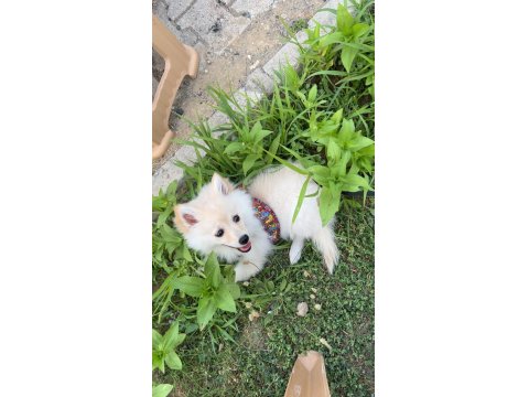 Pomeranian 3 Aylık Dişi