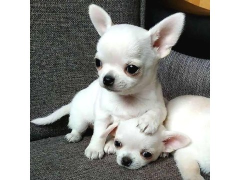 Chihuahua Yavrular Minyatür