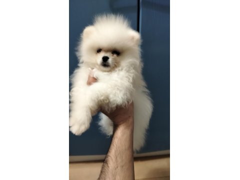 Rusya Girişli Evraklı Ayı Surat Pomeranian Boo