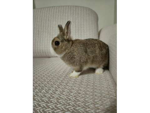 Safkan Hollanda Cüce Erkek Ve Dişi Tavşanlar