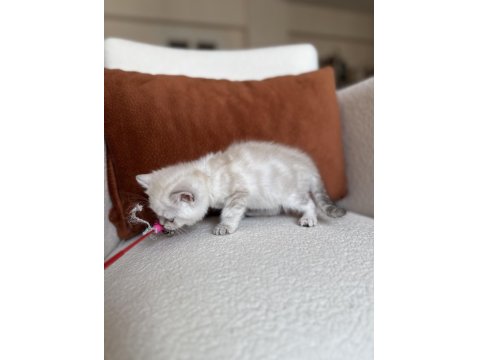 Mükemmel Kalite Silver Point British Shorthair