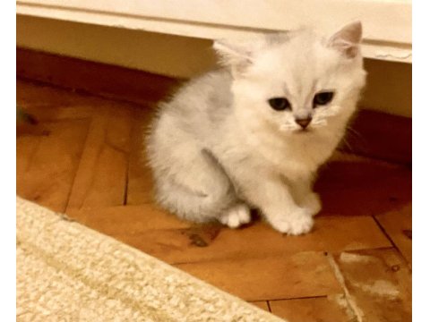 Yakışıklı Mavi Gözlü Minnak British Shorthair