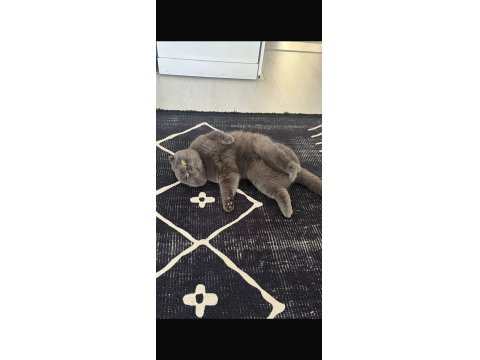 Kısırlaştırıp Sahiplendirilecek Scottish Fold