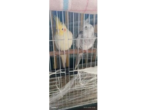 Yavru Alınmış Çift Sultan Papağanı