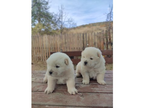 Chow Chow Yavru Köpekler