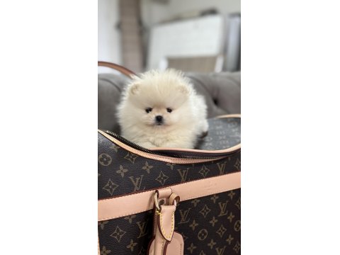 Orjinal Erkek Teacup Pomeranian
