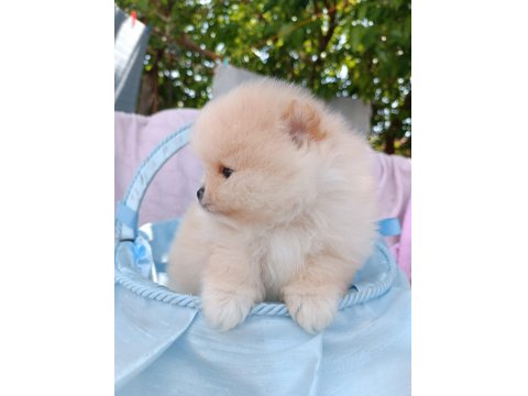 Irk Garantili Ayı Surat Pomeranian Bebekler