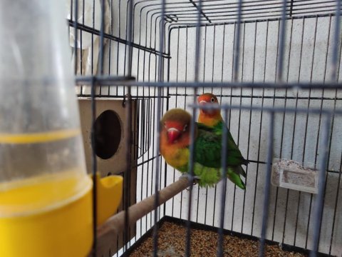 Hazır Takım Sevda Papağanı